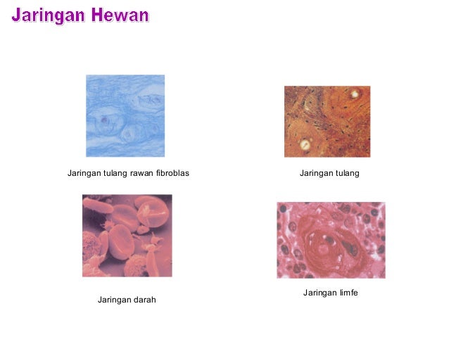 JARINGAN HEWAN JARINGAN HEWAN