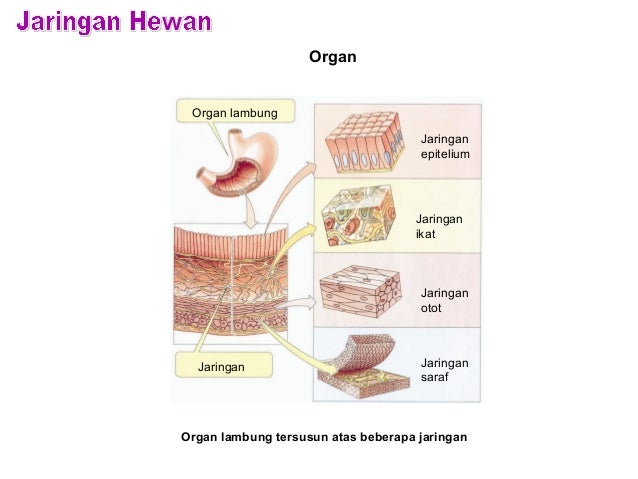  JARINGAN  HEWAN 