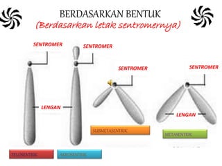 SENTROMER SENTROMER
SENTROMER SENTROMER
LENGAN
LENGAN
TELOSENTRIK AKROSENTRIK
SUBMETASENTRIK
METASENTRIK
BERDASARKAN BENTUK
(Berdasarkan letak sentromernya)
 