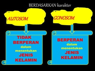 BERDASARKAN karakter
AUTOSOM GONOSOM
TIDAK
BERPERAN
dalam
menentukan
JENIS
KELAMIN
BERPERAN
dalam
menentukan
JENIS
KELAMIN
 