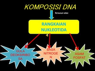 GULA
DEOKSIRIBO
SA
KOMPOSISI DNA
Tersusun atas
ASAM
FOSFAT
BASA
NITROGE
N
RANGKAIAN
NUKLEOTIDA
 