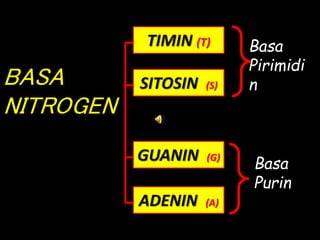 BASA
NITROGEN
TIMIN (T)
SITOSIN (S)
GUANIN (G)
ADENIN (A)
Basa
Pirimidi
n
Basa
Purin
 