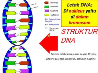 STRUKTUR
DNA
Adenine selalu berpasangan dengan Thymine
Cytosine pasangan yang selalu berikatan Guanine
Letak DNA:
Di nukleus yaitu
di dalam
kromosom
 