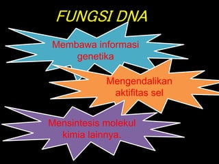 FUNGSI DNA
Membawa informasi
genetika
Mengendalikan
aktifitas sel
Mensintesis molekul
kimia lainnya.
 