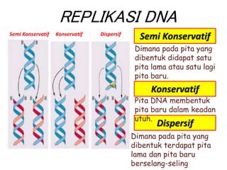 REPLIKASI DNA
Semi Konservatif Konservatif Dispersif
Semi Konservatif
Konservatif
Dispersif
Dimana pada pita yang
dibentuk didapat satu
pita lama atau satu lagi
pita baru.
Pita DNA membentuk
pita baru dalam keadan
utuh.
Dimana pada pita yang
dibentuk terdapat pita
lama dan pita baru
berselang-seling
 