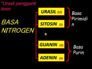 BASA
NITROGEN
URASIL (U)
SITOSIN (S)
GUANIN (G)
ADENIN (A)
Basa
Pirimidi
n
Basa
Purin
*Urasil pengganti
timin
 