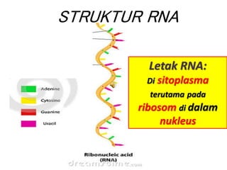 STRUKTUR RNA
Letak RNA:
Di sitoplasma
terutama pada
ribosom di dalam
nukleus
 