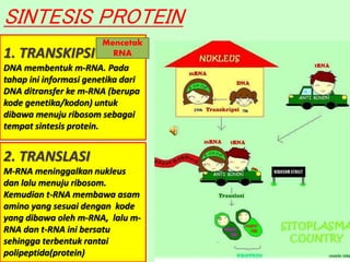 SINTESIS PROTEIN
1. TRANSKIPSI
DNA membentuk m-RNA. Pada
tahap ini informasi genetika dari
DNA ditransfer ke m-RNA (berupa
kode genetika/kodon) untuk
dibawa menuju ribosom sebagai
tempat sintesis protein.
2. TRANSLASI
M-RNA meninggalkan nukleus
dan lalu menuju ribosom.
Kemudian t-RNA membawa asam
amino yang sesuai dengan kode
yang dibawa oleh m-RNA, lalu m-
RNA dan t-RNA ini bersatu
sehingga terbentuk rantai
polipeptida(protein)
Mencetak
RNA
 