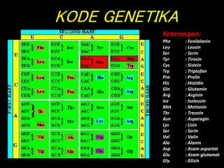KODE GENETIKA
Keterangan:
Phe : Fenilalanin
Leu : Leusin
Ser : Serin
Tyr : Tirosin
Cys : Sistein
Trp : Triptofan
Pro : Prolin
His : Histidin
Gln : Glutamin
Arg : Arginin
Ice : Isoleusin
Met : Metionin
Thr : Treonin
Asn : Asparagin
Lys : Lisin
Ser : Serin
Val : Valin
Ala : Alanin
Asp : Asam aspartat
Glu : Asam glutamat
Gly : Glisin
 