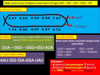 A AT S S G S S A G GA T AT
T T A G GS G GT S S T A T A
Catatan !
- A (adenin) berpasangan T (timin)
- S (sitosin) berpasangan G (guanin)
*pada RNA T(timin) diubah menjadi U (urasil)
Pada rantai sense terdapat urutan basa nitrogen AAT – SSG – SSU – GGA – TAT
a. Rantai Anti Sense
b. RNAd Susunan basa nitrogen RNAd = antisense,
kecuali TIMIN diganti menjadi URASIL
c. Kodon (RNAm/RNAt)
d. ASAM AMINO
Nama asam amino sesuaikan dengan kode
pada RNAd
-UUA = isoleusin
-GGS = glisin
-SSU = glisin
-SSU = prolin
- AUA = isoleusin
 
