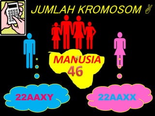JUMLAH KROMOSOM 
 MANUSIA
22AAXY 22AAXX
 