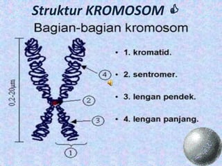 Struktur KROMOSOM 
 