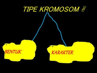 TIPE KROMOSOM 
BENTUK KARAKTER
 