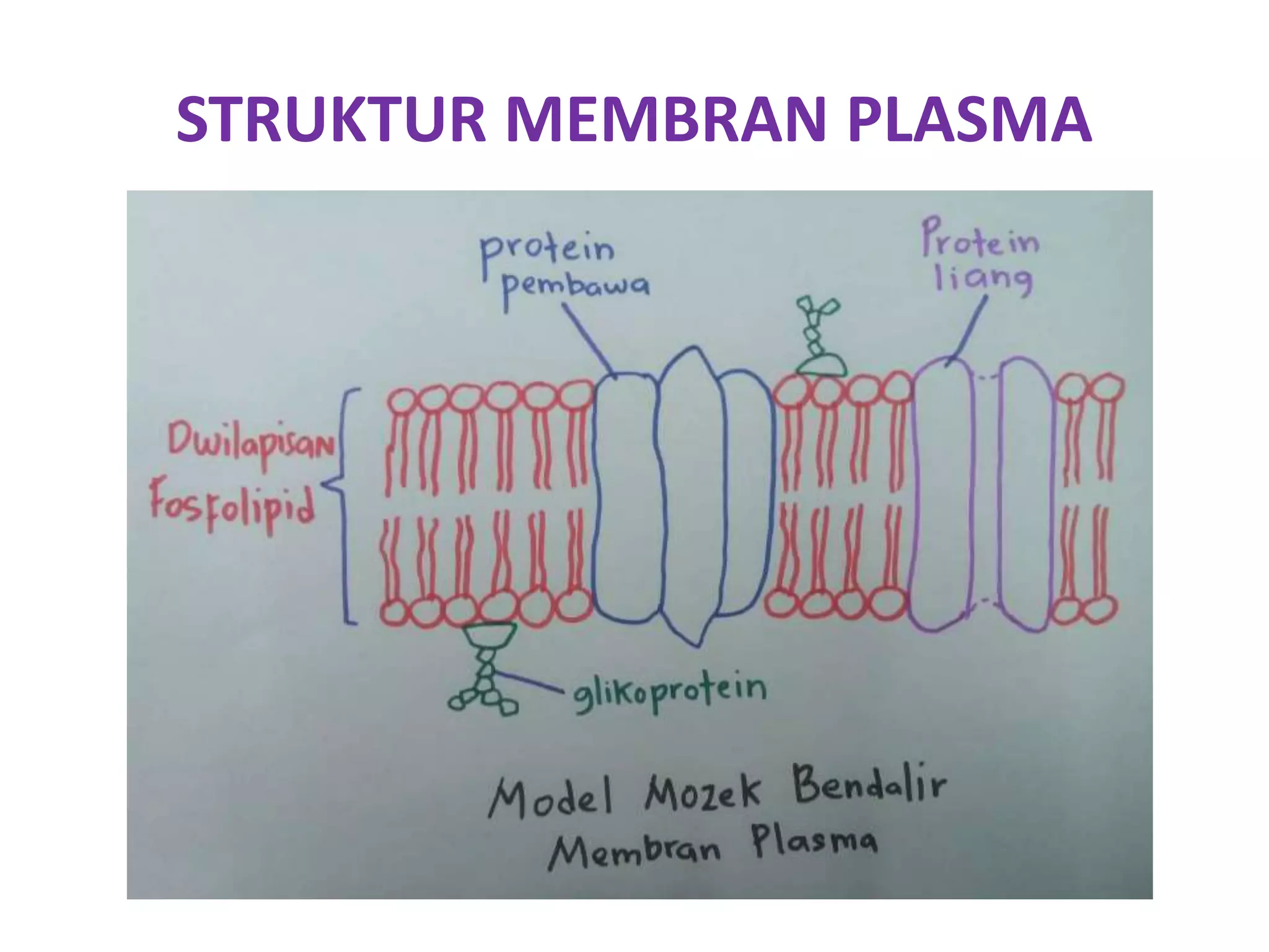 Biologi Ting 4 (Bab 3 - Pergerakan Bahan Merentas Membran Plasma | PPTX
