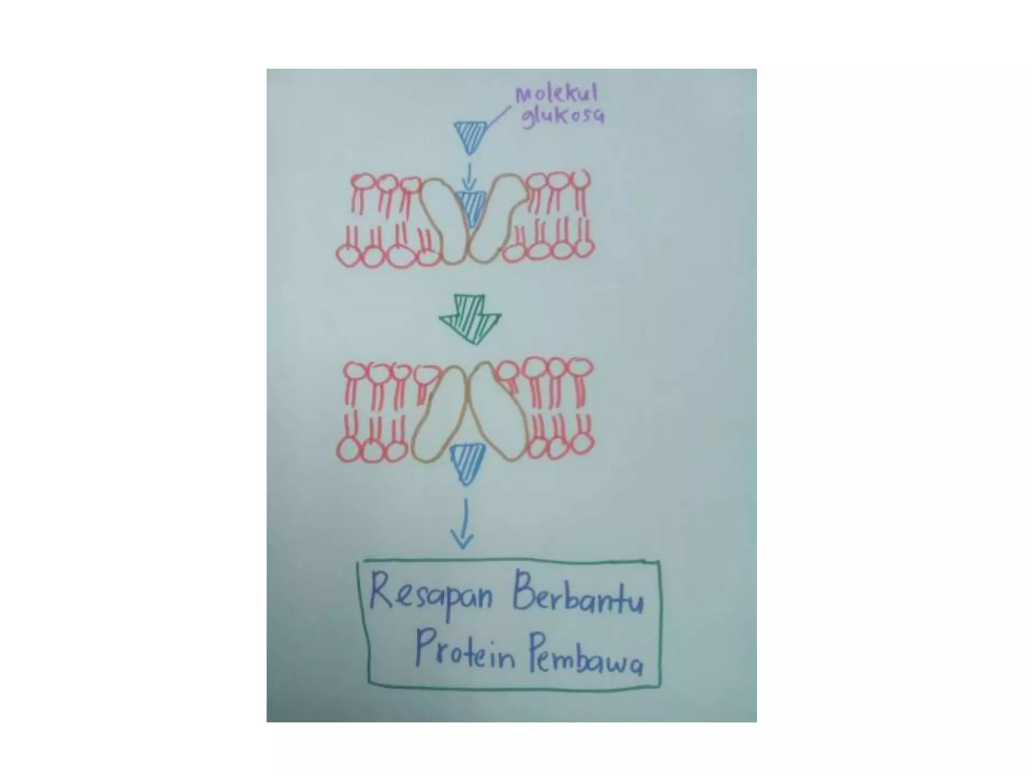 Biologi Ting 4 (Bab 3 - Pergerakan Bahan Merentas Membran Plasma | PPTX