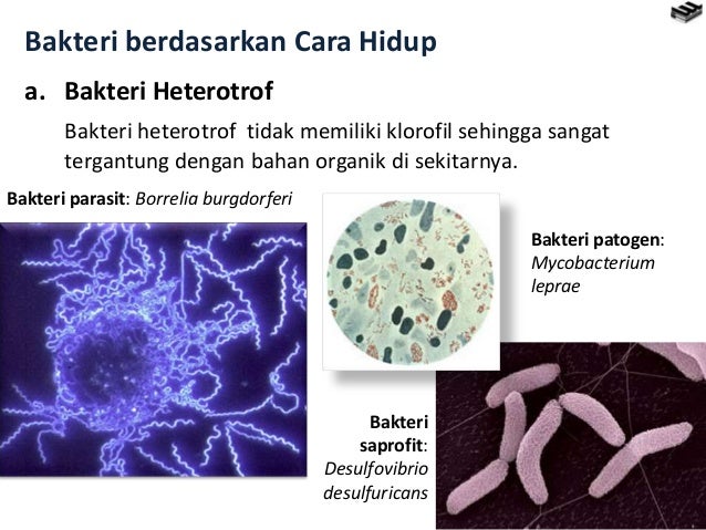 Bab 3 archaebacteria dan eubacteria