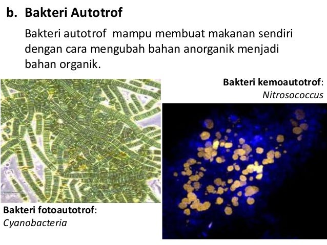 Archaebacteria dan Eubacteria