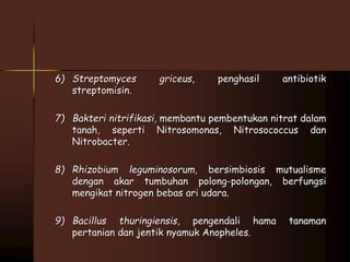 6) Streptomyces griceus, penghasil antibiotik 
streptomisin. 
7) Bakteri nitrifikasi, membantu pembentukan nitrat dalam 
tanah, seperti Nitrosomonas, Nitrosococcus dan 
Nitrobacter. 
8) Rhizobium leguminosorum, bersimbiosis mutualisme 
dengan akar tumbuhan polong-polongan, berfungsi 
mengikat nitrogen bebas ari udara. 
9) Bacillus thuringiensis, pengendali hama tanaman 
pertanian dan jentik nyamuk Anopheles. 
 