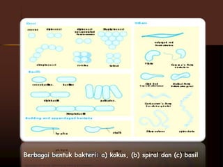Berbagai bentuk bakteri: a) kokus, (b) spiral dan (c) basil 
