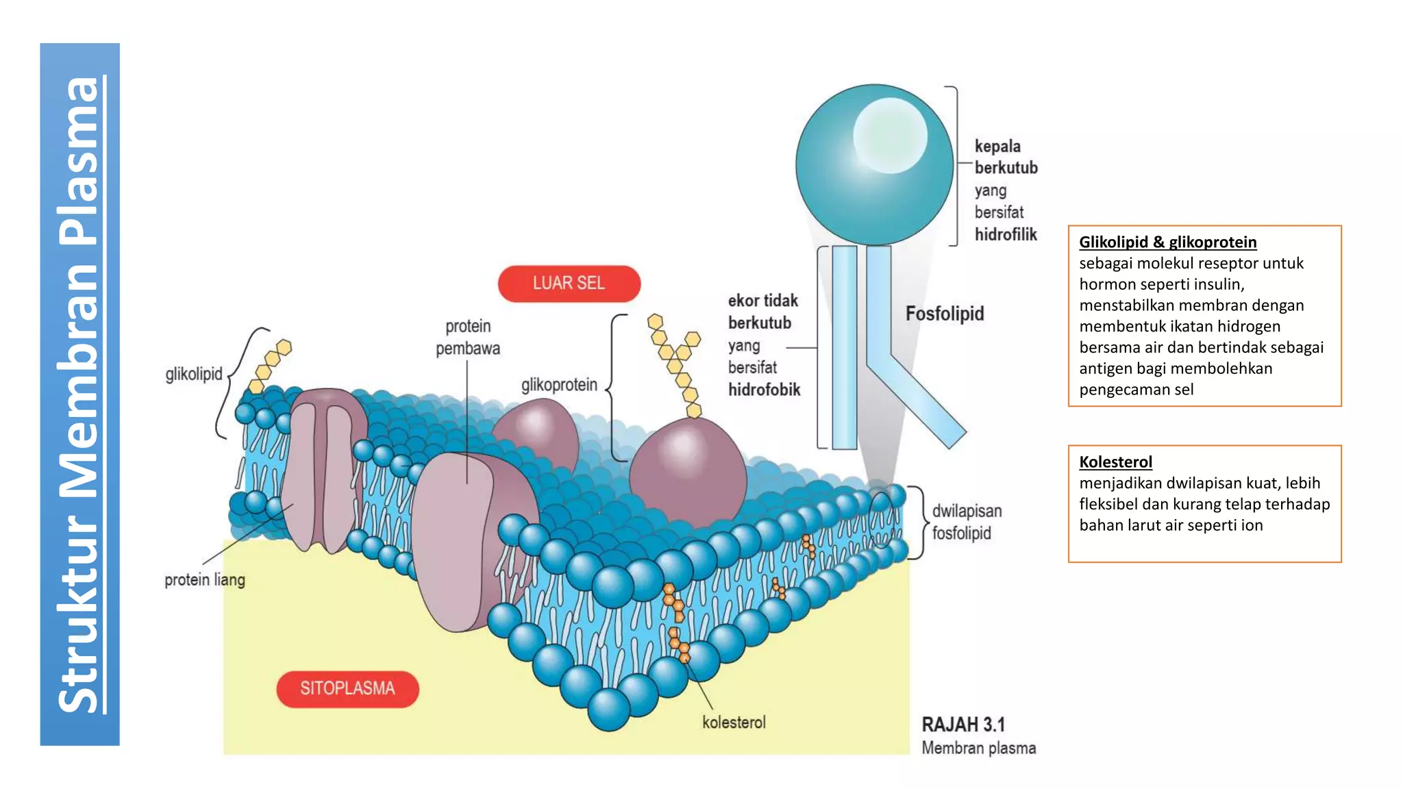 pergerakan bahan merentasi membran plasma | PPTX