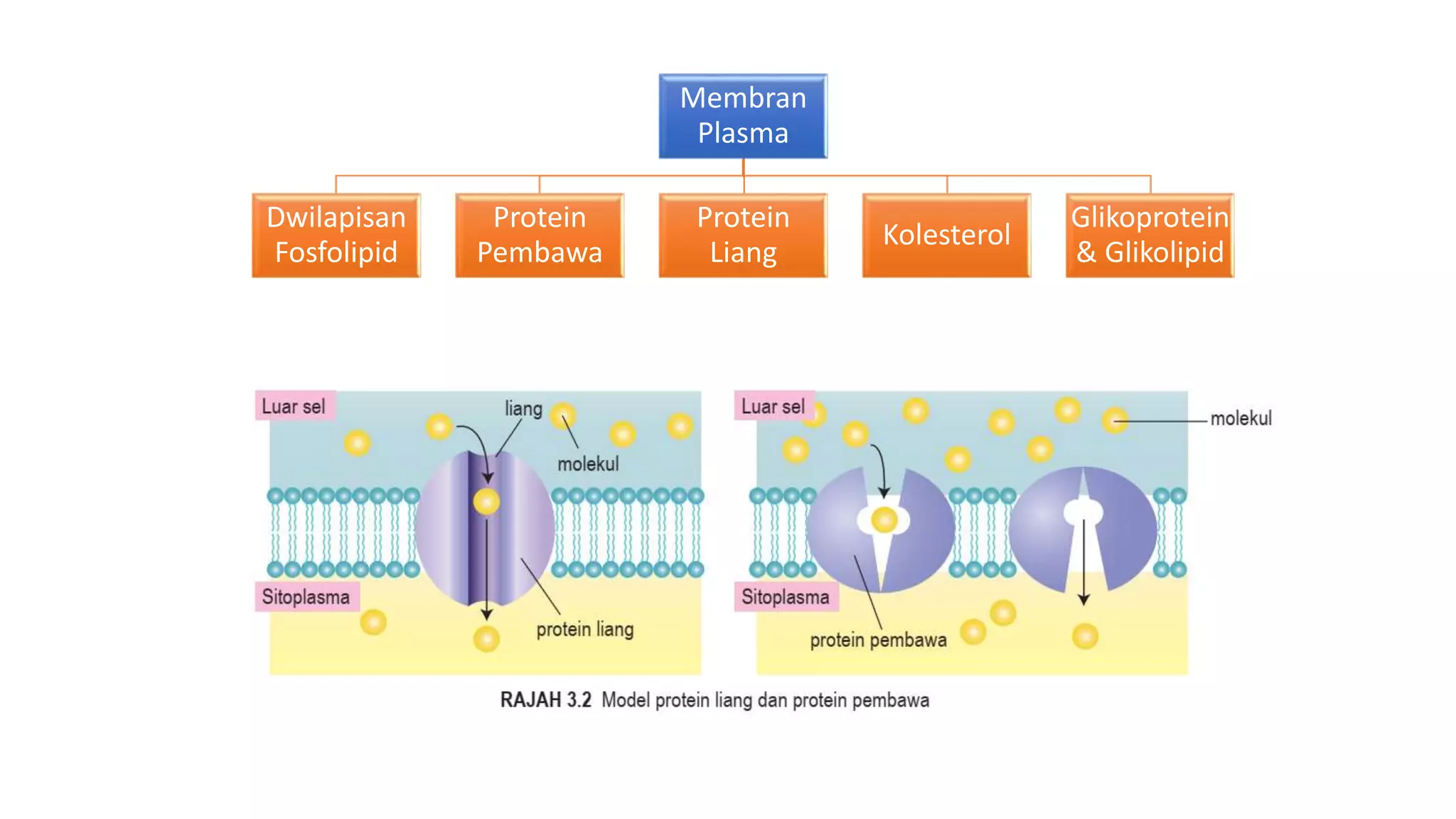 pergerakan bahan merentasi membran plasma | PPTX