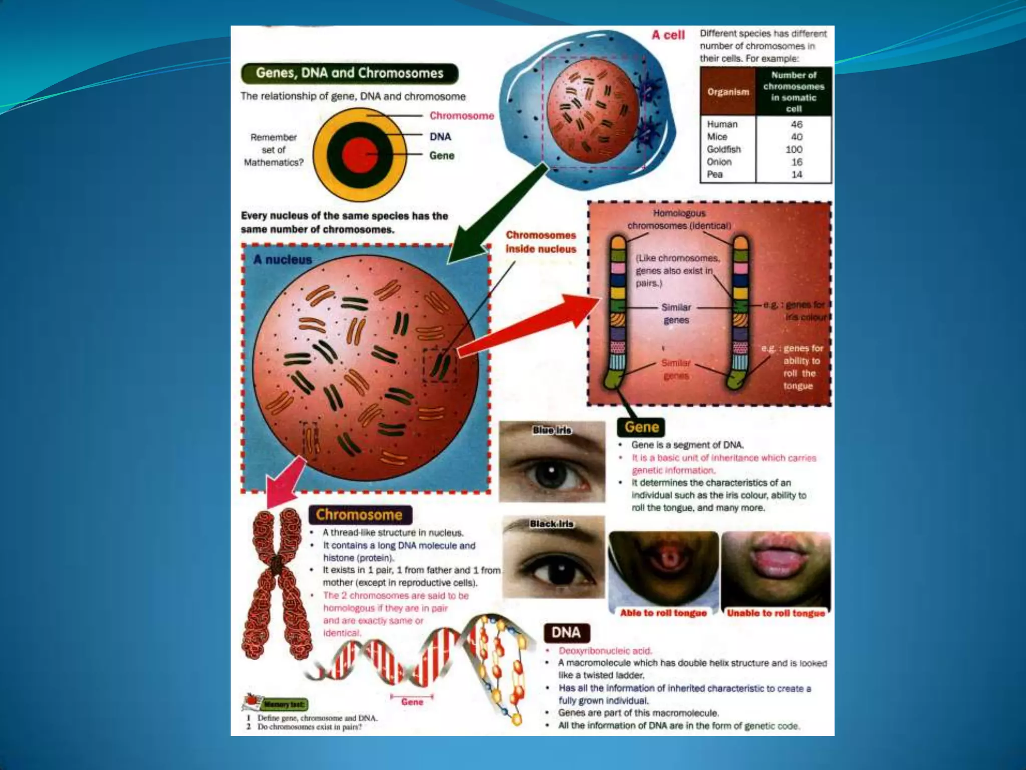 Genes are sections of DNA that code for the production of protein. 
