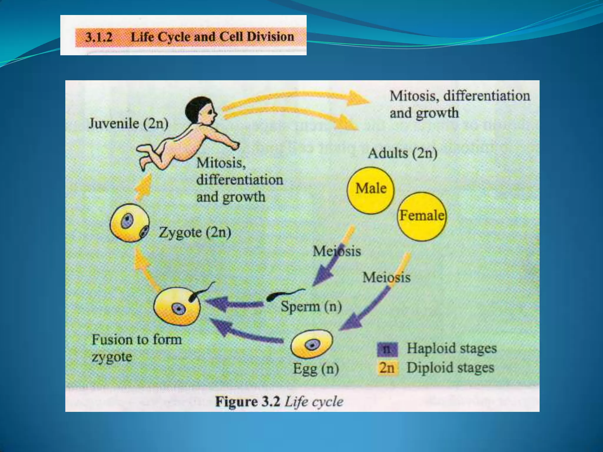 The DNA of an organism may contain anywhere from a dozen genes, as in a virus, to tens of thousands of genes, as in higher organisms like humans. 