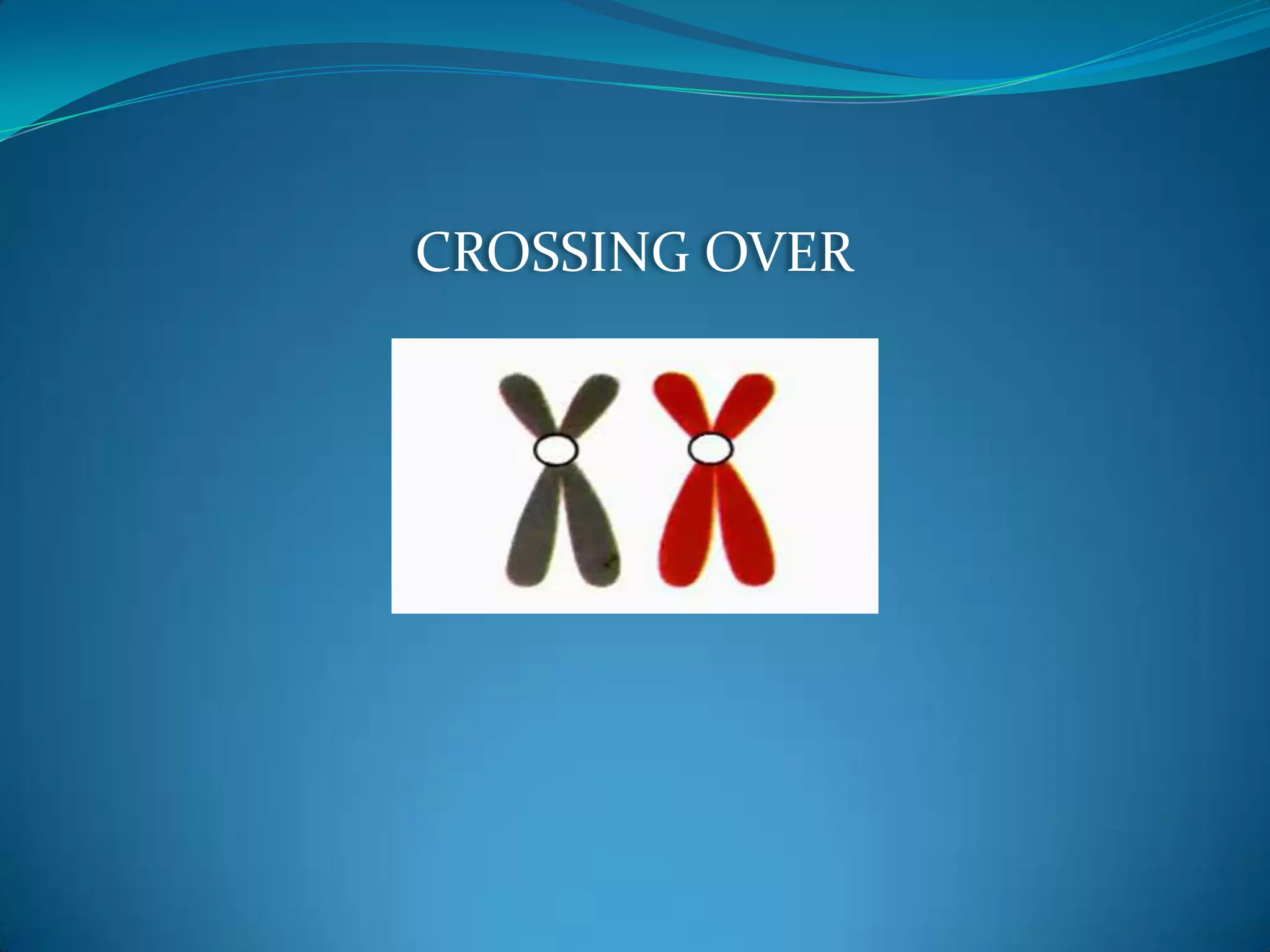 During growth, a diploid (2n) zygote (one cell) grows into a multicellular diploid adult. 