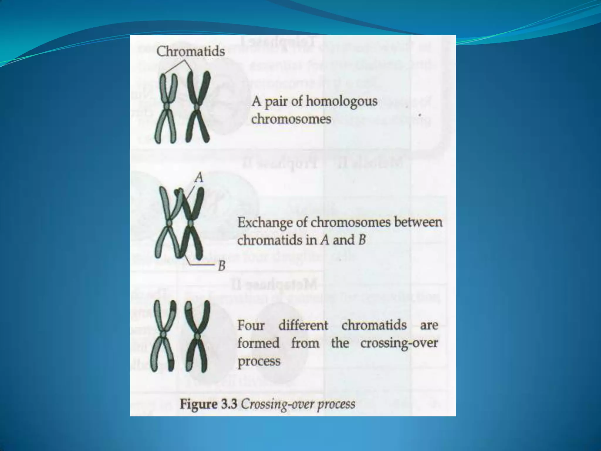 The type of nuclear division that occurs here is called mitosis. 
