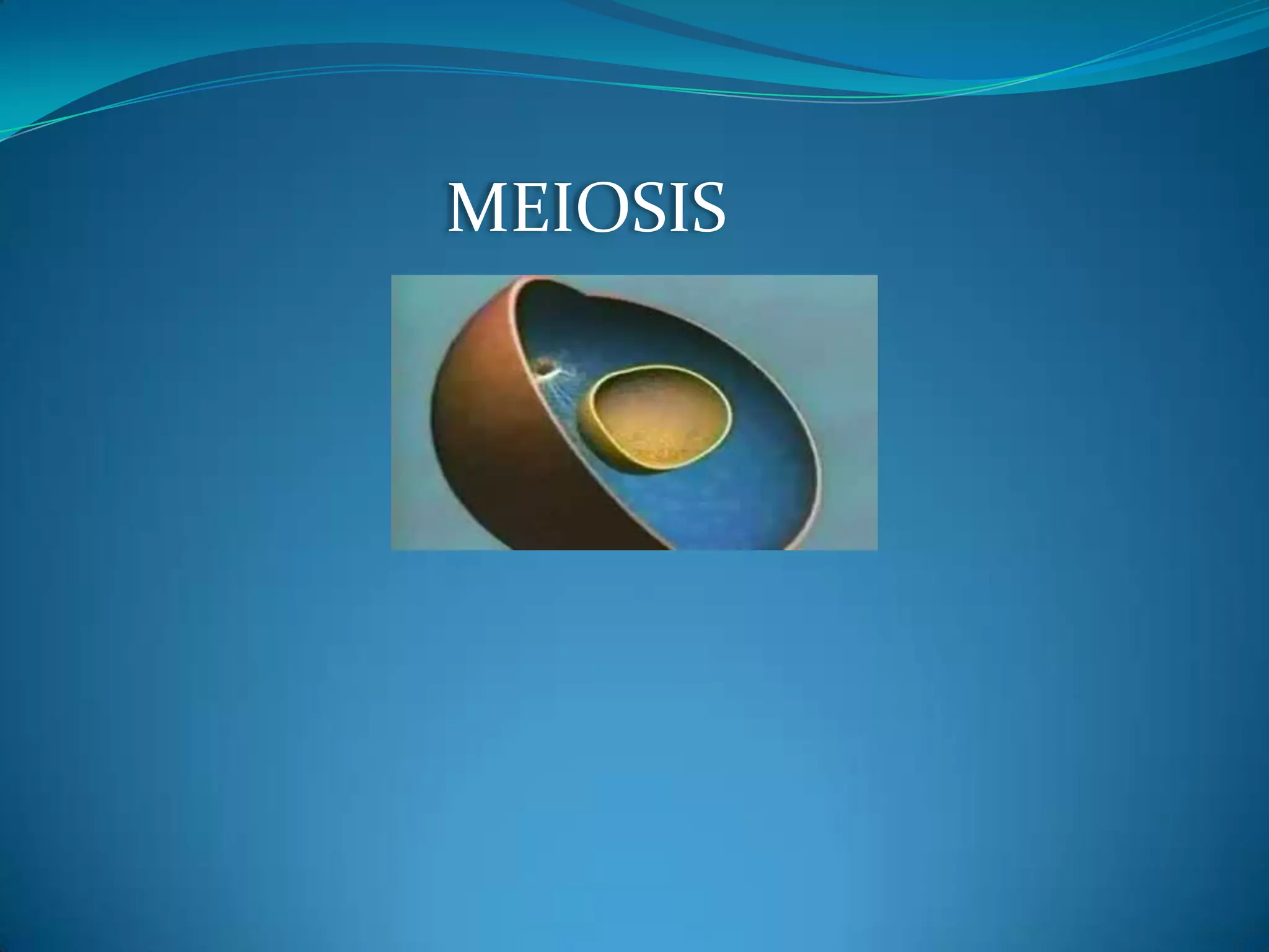The type of nuclear division that halves the chromosome number is called meiosis.