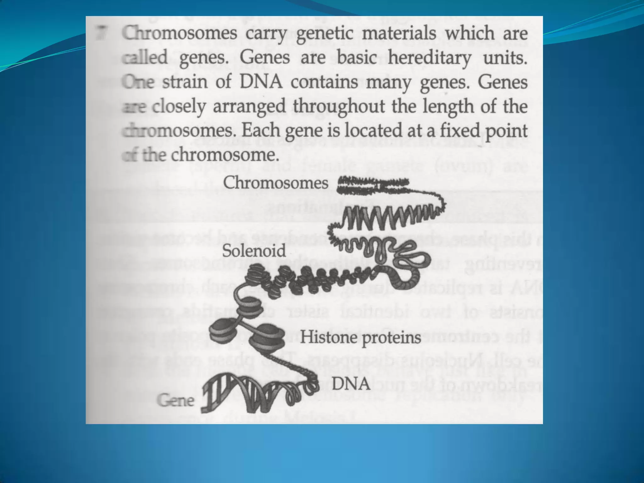 Each cell contains its own nucleus which controls the cell's activities, it does this through the genetic material, DNA which acts as a set of instruction, or code, for life.