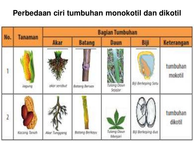 105 Gambar Klasifikasi Hewan Dan Tumbuhan Hd Terbaik Gambar Hewan