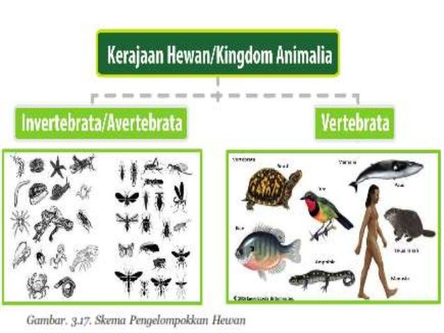 Contoh Hewan Avertebrata Dan Vertebrata Mosaicone