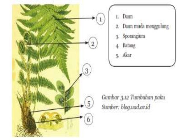 Bab 3 klasifikasi hewan dan tumbuhan