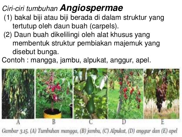 Bab 3 klasifikasi hewan dan tumbuhan