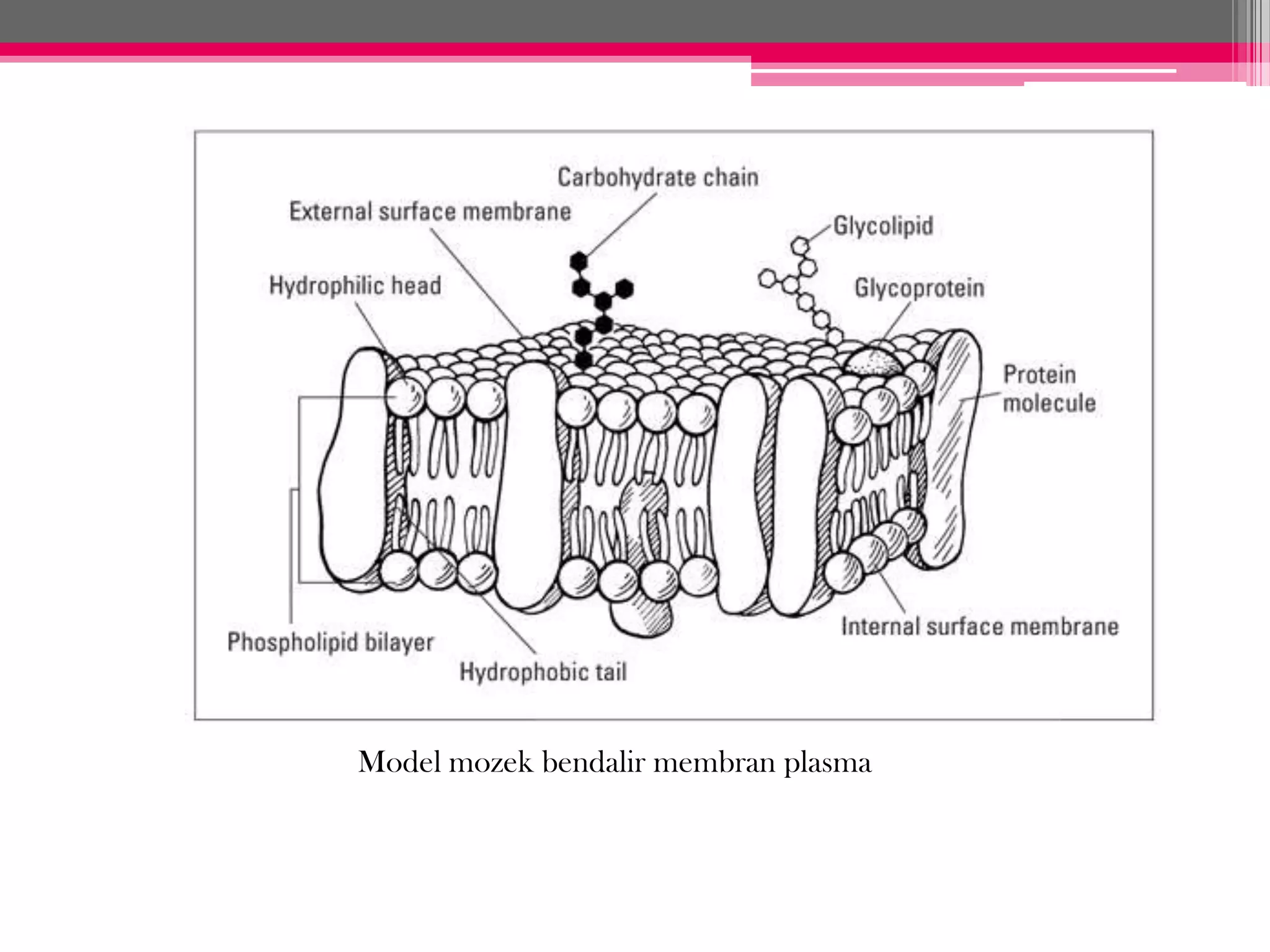 Bab 3 pergerakan bahan2 merentasi membran plasma | PPTX