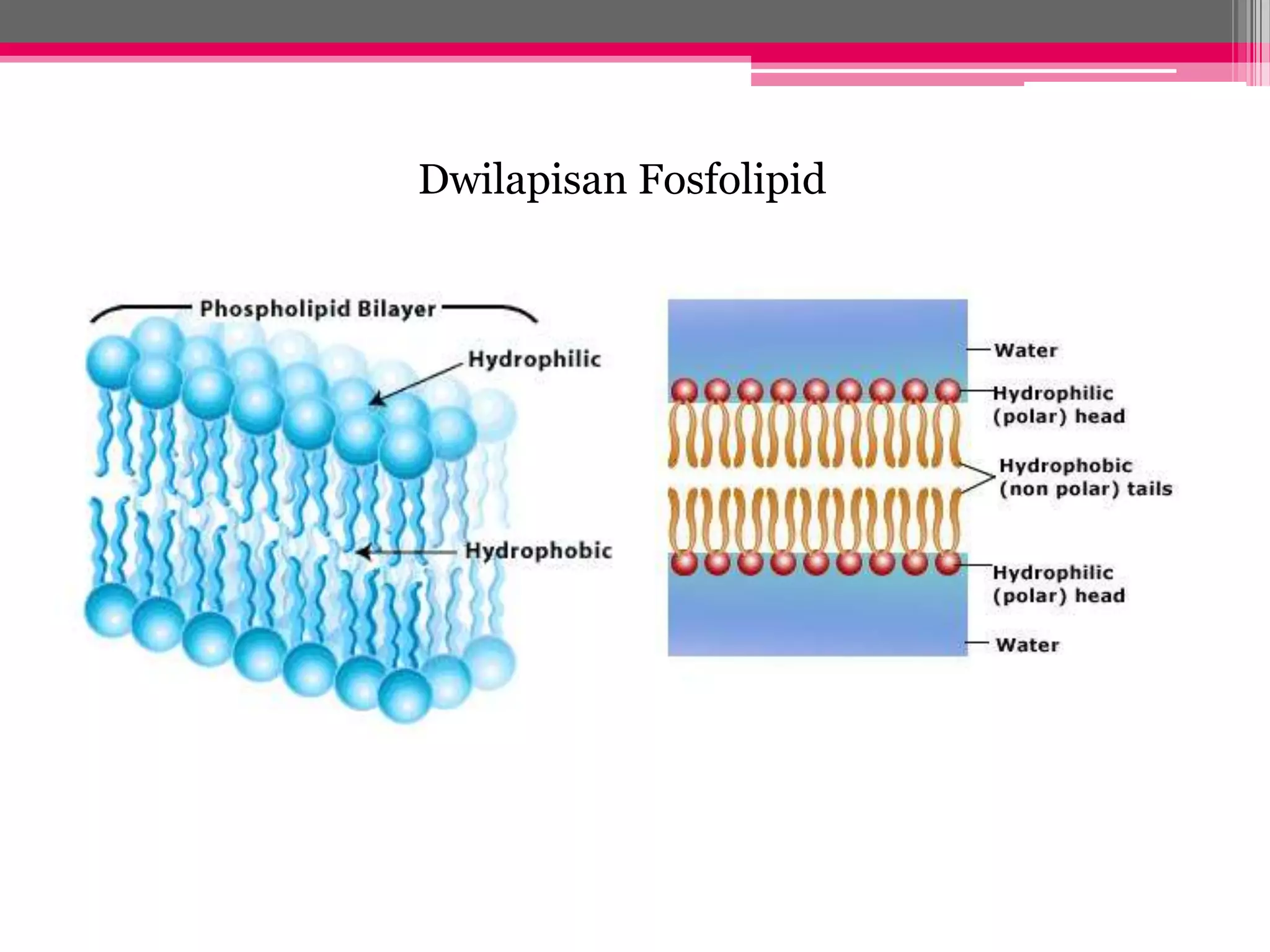 Dwilapisan fosfolipid in english (98) 사진