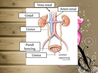 Vena renal

Arteri renal
Ginjal

Ureter

Pundi
kencing
Uretra

 