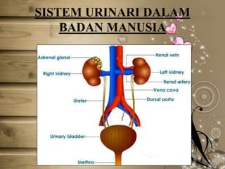 SISTEM URINARI DALAM
BADAN MANUSIA

 