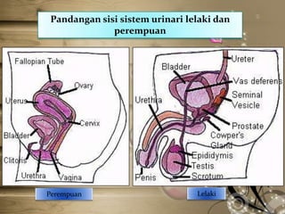 Pandangan sisi sistem urinari lelaki dan
perempuan

Perempuan

Lelaki

 