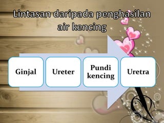Ginjal

Ureter

Pundi
kencing

Uretra

 