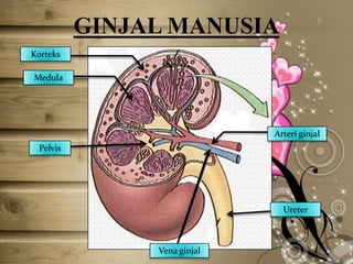 GINJAL MANUSIA
Korteks
Medula

Arteri ginjal
Pelvis

Ureter

Vena ginjal

 