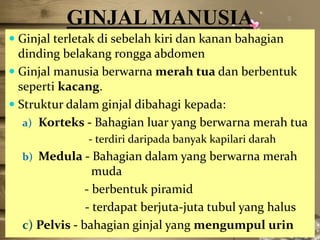 GINJAL MANUSIA
 Ginjal terletak di sebelah kiri dan kanan bahagian
dinding belakang rongga abdomen
 Ginjal manusia berwarna merah tua dan berbentuk

seperti kacang.
 Struktur dalam ginjal dibahagi kepada:
a) Korteks - Bahagian luar yang berwarna merah tua
- terdiri daripada banyak kapilari darah
b) Medula - Bahagian dalam yang berwarna merah

muda
- berbentuk piramid
- terdapat berjuta-juta tubul yang halus
c) Pelvis - bahagian ginjal yang mengumpul urin

 