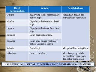 Hasil
Perkumuhan

Sumber

Sebab bahaya

Opium

Buah yang tidak matang dari
pokok popi

Ketagihan dadah dan
merosakkan kesihatan

Morfin

Diperbuat dari opium - buah
popi

Heroin

Diperbuat dari morfin – buah
popi

Kokaina

Daun dari pokok koka

Kanabis

Daun atau bunga mati dari
pokok Cannabis Sativa

Kafaein

Buah kopi

Menyebabkan ketagihan

Nikotina

Daun tembakau

Merokok yang boleh
merosakkan paru-paru
dan salur pernafasan

HASIL PERKUMUHAN DARI TUMBUHAN YANG MEMBAHAYAKAN MANUSIA

 