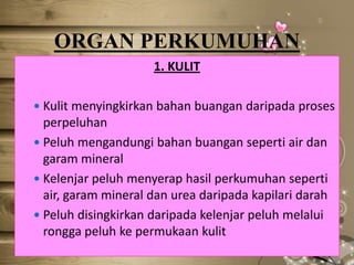 ORGAN PERKUMUHAN
1. KULIT
 Kulit menyingkirkan bahan buangan daripada proses

perpeluhan
 Peluh mengandungi bahan buangan seperti air dan
garam mineral
 Kelenjar peluh menyerap hasil perkumuhan seperti
air, garam mineral dan urea daripada kapilari darah
 Peluh disingkirkan daripada kelenjar peluh melalui
rongga peluh ke permukaan kulit

 