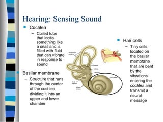 Hearing: Sensing Sound
 Cochlea
– Coiled tube
that looks
something like
a snail and is
filled with fluid
that can vibrate...