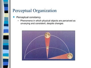 Perceptual Organization
 Perceptual constancy
– Phenomena in which physical objects are perceived as
unvarying and consis...