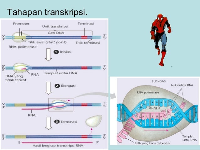 Diagram Langkah Sintesis Protein Sebagai Berikut Images 