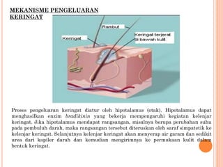 MEKANISME PENGELUARAN
KERINGAT
Proses pengeluaran keringat diatur oleh hipotalamus (otak). Hipotalamus dapat
menghasilkan enzim bradikinin yang bekerja mempengaruhi kegiatan kelenjar
keringat. Jika hipotalamus mendapat rangsangan, misalnya berupa perubahan suhu
pada pembuluh darah, maka rangsangan tersebut diteruskan oleh saraf simpatetik ke
kelenjar keringat. Selanjutnya kelenjar keringat akan menyerap air garam dan sedikit
urea dari kapiler darah dan kemudian mengirimnya ke permukaan kulit dalam
bentuk keringat.
 