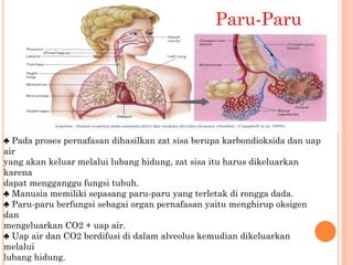Paru-Paru
♣ Pada proses pernafasan dihasilkan zat sisa berupa karbondioksida dan uap
air
yang akan keluar melalui lubang hidung, zat sisa itu harus dikeluarkan
karena
dapat mengganggu fungsi tubuh.
♣ Manusia memiliki sepasang paru-paru yang terletak di rongga dada.
♣ Paru-paru berfungsi sebagai organ pernafasan yaitu menghirup oksigen
dan
mengeluarkan CO2 + uap air.
♣ Uap air dan CO2 berdifusi di dalam alveolus kemudian dikeluarkan
melalui
lubang hidung.
 